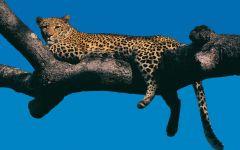 leopard up tree